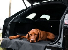 Car Boot Dog Bed